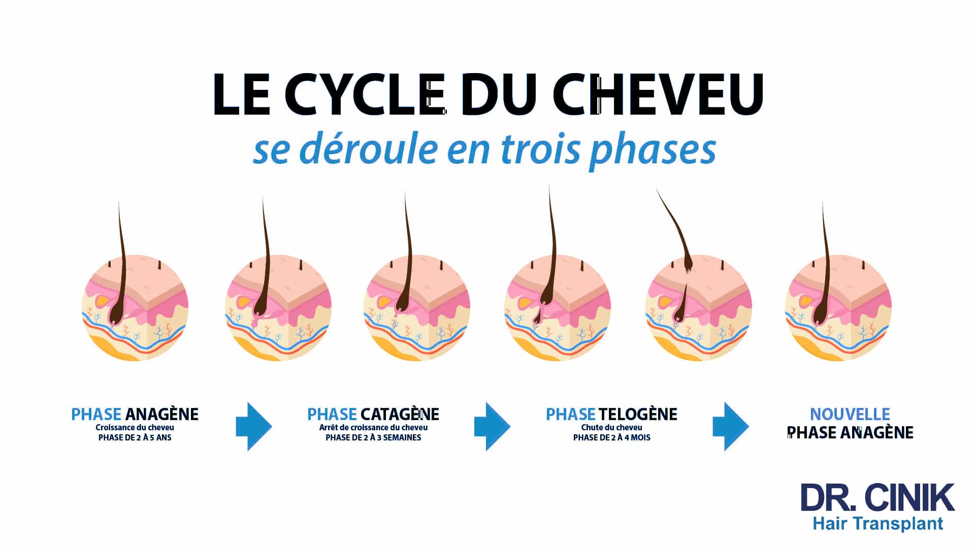 Le cycle du cheveux